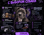 Собаки в Москве: Помогу выбрать собаку,уход и др Мальчик, 100 руб. - фото 1