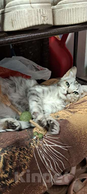 Кошки в Симферополе: Кошечка Буся ищет любящих хозяев) Девочка, Бесплатно - фото 4