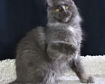 Кошки в Москве: Котенок мейн кун Девочка, 30 000 руб. - фото 1