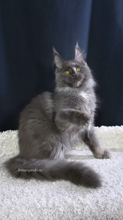 Кошки в Москве: Котенок мейн кун Девочка, 30 000 руб. - фото 1