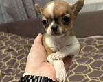 Собаки в Владивостоке: Чихуахуа  Девочка, 35 руб. - фото 1