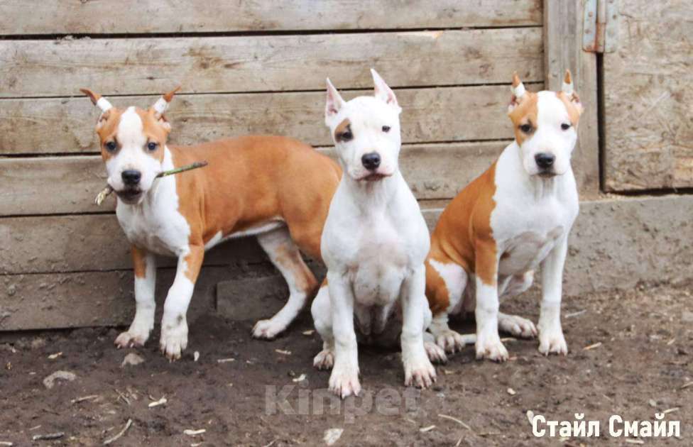 Собаки в Сергиеве Посаде: Щенки американского стаффордширтерьера Мальчик, 60 000 руб. - фото 1