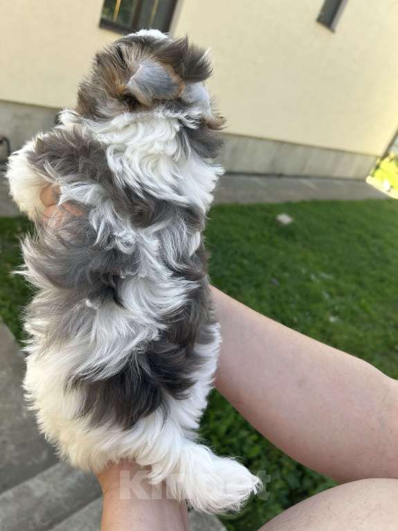 Собаки в других городах Московской области: Белый Мальчик, 35 000 руб. - фото 5