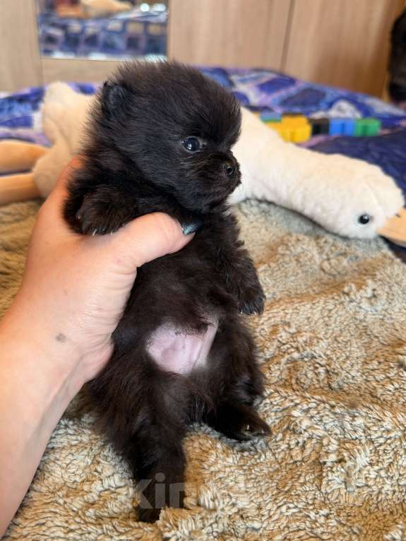 Собаки в других городах Московской области: Мини шпиц Мальчик, 70 000 руб. - фото 1