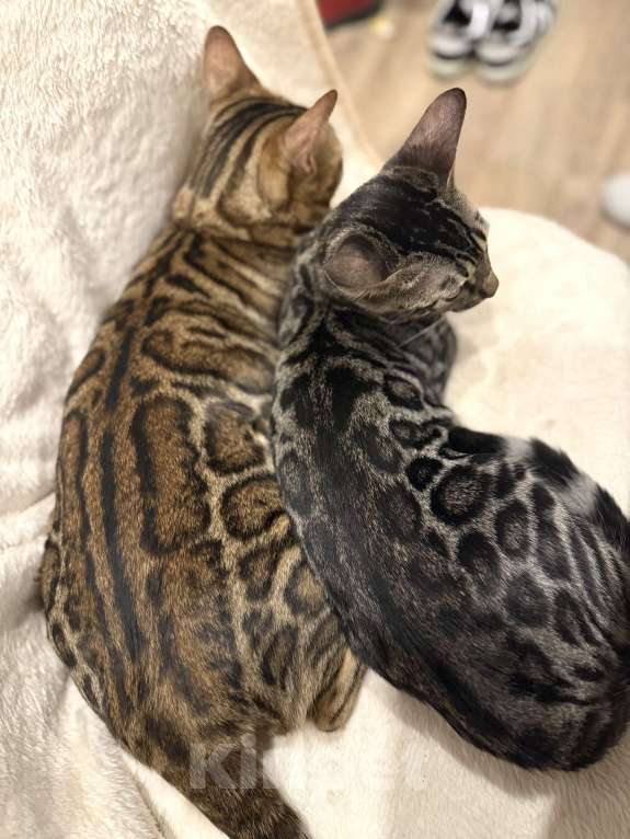 Кошки в Москве: Бенгальский котенок (девочка) Девочка, 35 000 руб. - фото 4