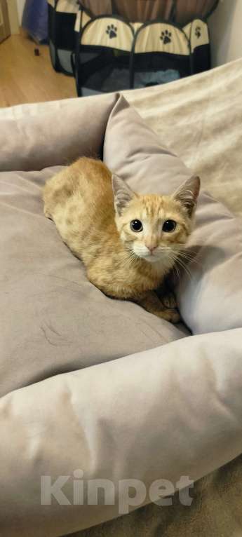 Кошки в Мурином: Рыжий мальчик в добрые руки Мальчик, Бесплатно - фото 2