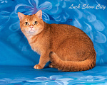 Кошки в Санкт-Петербурге: Золотой котик Скоттиш страйт Мальчик, 25 000 руб. - фото 4
