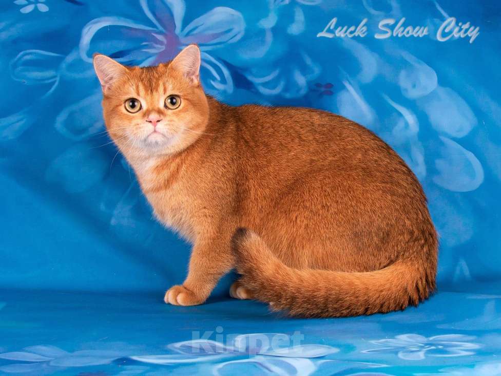 Кошки в Санкт-Петербурге: Золотой котик Скоттиш страйт Мальчик, 25 000 руб. - фото 4