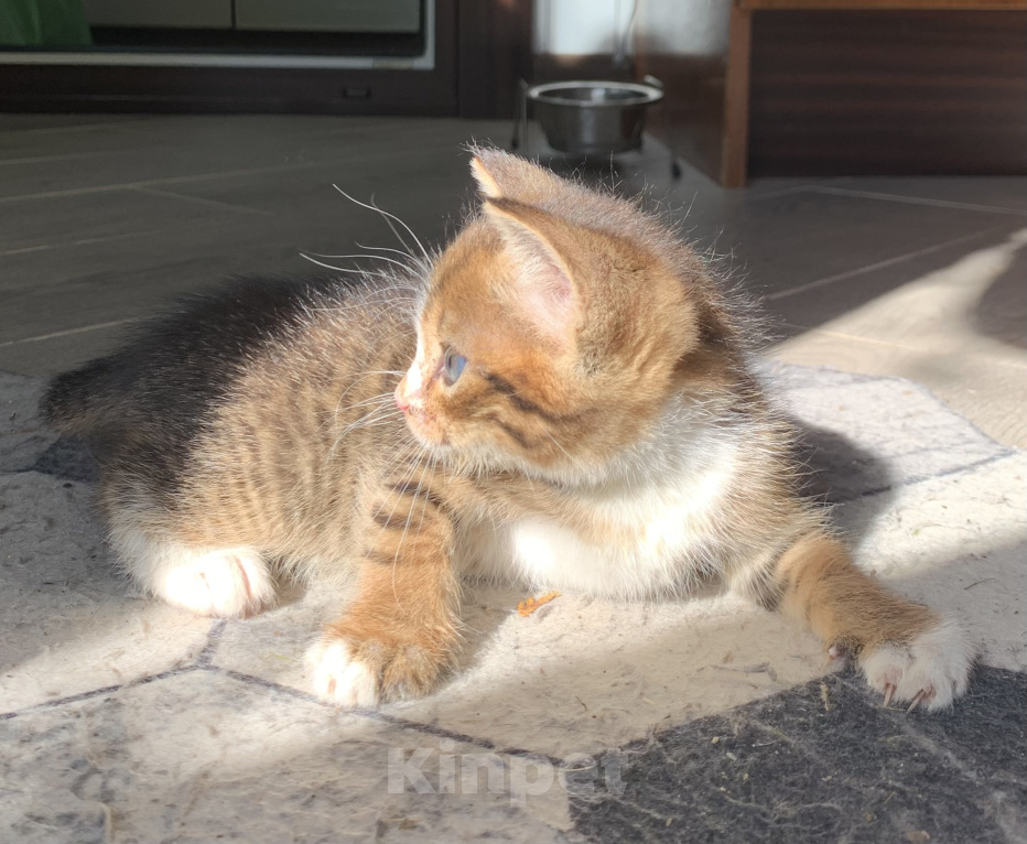 Кошки в Домодедово: Котята в добрые руки Мальчик, Бесплатно - фото 1