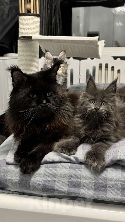 Кошки в Хабаровске: Полидакт мейн кун Мальчик, 150 000 руб. - фото 4