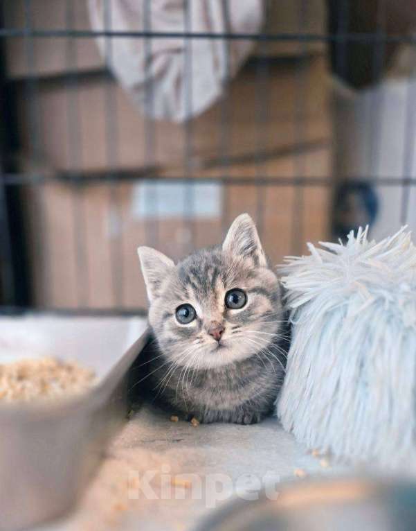 Кошки в Ногинске: Малюсенький котеечка в поиске дома! Мальчик, Бесплатно - фото 1