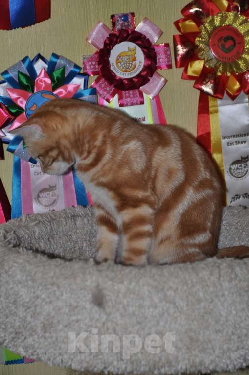 Кошки в Москве: Скоттиш-страйт Девочка, 8 000 руб. - фото 4