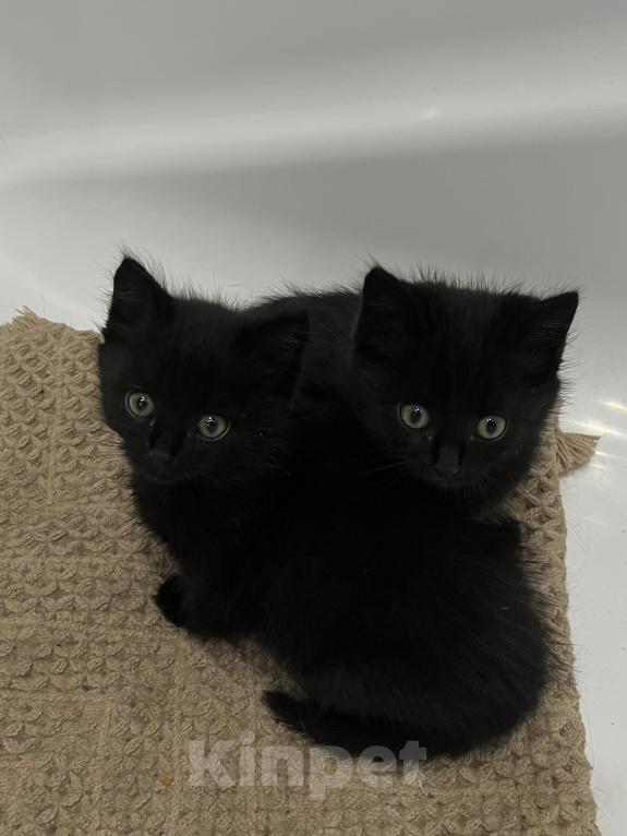 Кошки в Иркутске: котята Мальчик, Бесплатно - фото 3