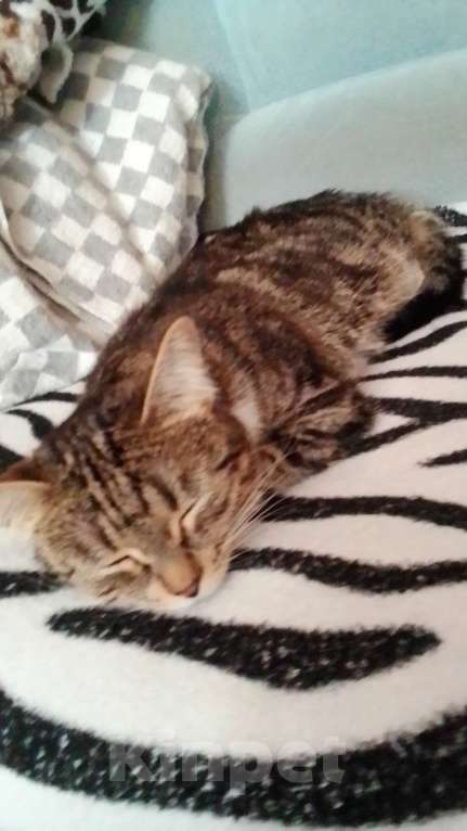 Кошки в Москве: В добрые руки Девочка, 100 руб. - фото 2