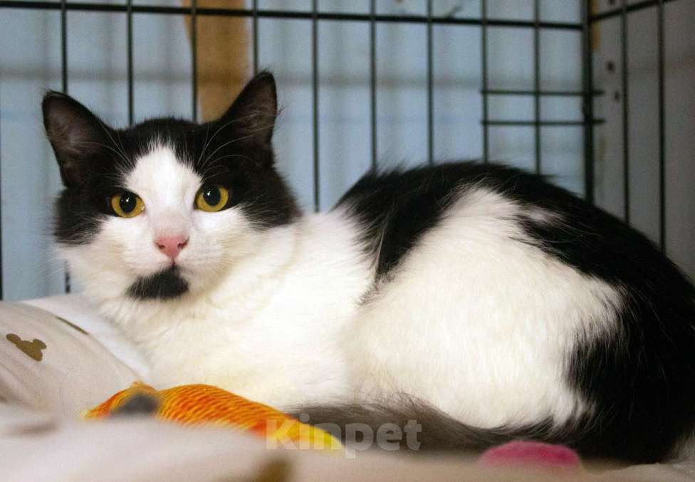 Кошки в Санкт-Петербурге: Маленький, робкий, пушистый котёнок Девочка, Бесплатно - фото 4