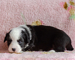 Собаки в Королеве: Щенки Вельш Корги Кардиган Девочка, 40 000 руб. - фото 4