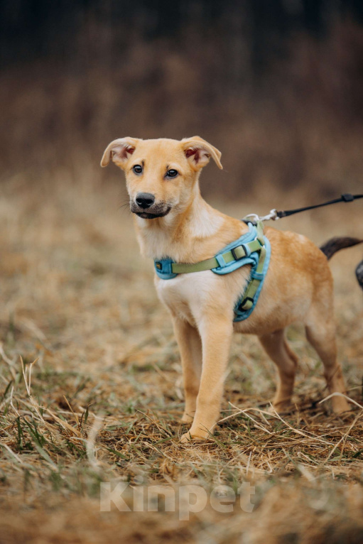 Собаки в Москве: Рыжий мальчишка в поисках дома Мальчик, Бесплатно - фото 5