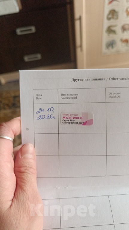 Кошки в Ангарске: Продаются котята Мейн-кун Девочка, 20 000 руб. - фото 2