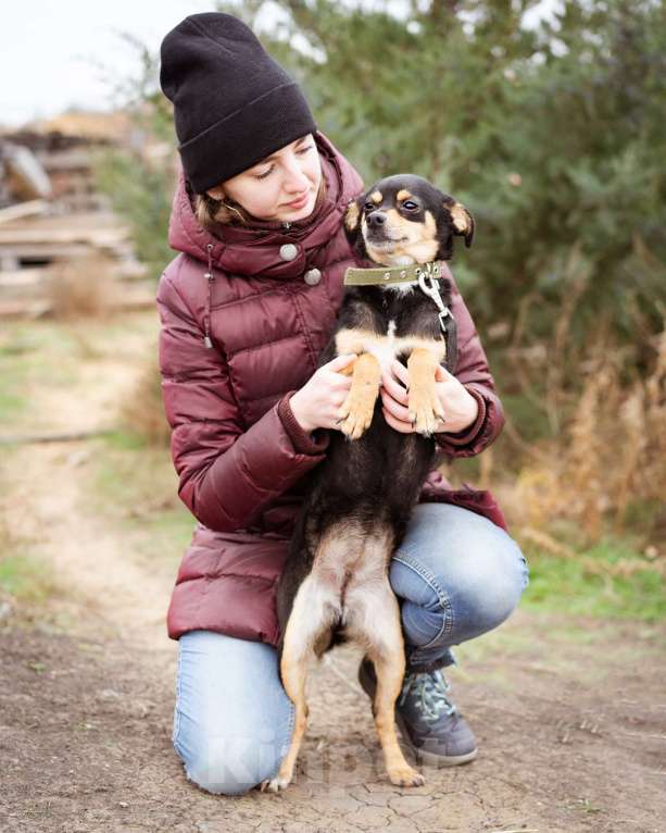 Собаки в Москве: Маленькая собачка из приюта ищет дом Девочка, Бесплатно - фото 3