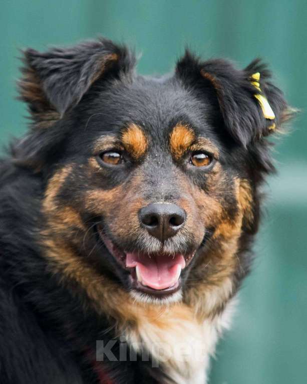 Собаки в других городах Московской области: Юная небольшая Марли ищет дом Девочка, Бесплатно - фото 9