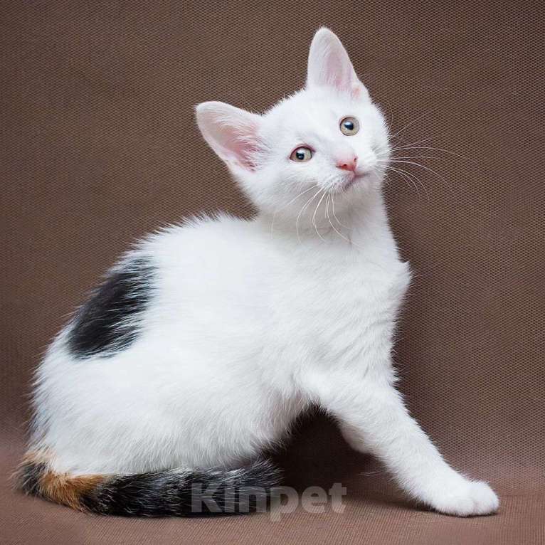 Кошки в Москве: Маленькая Мадам Бровкина Девочка, Бесплатно - фото 5