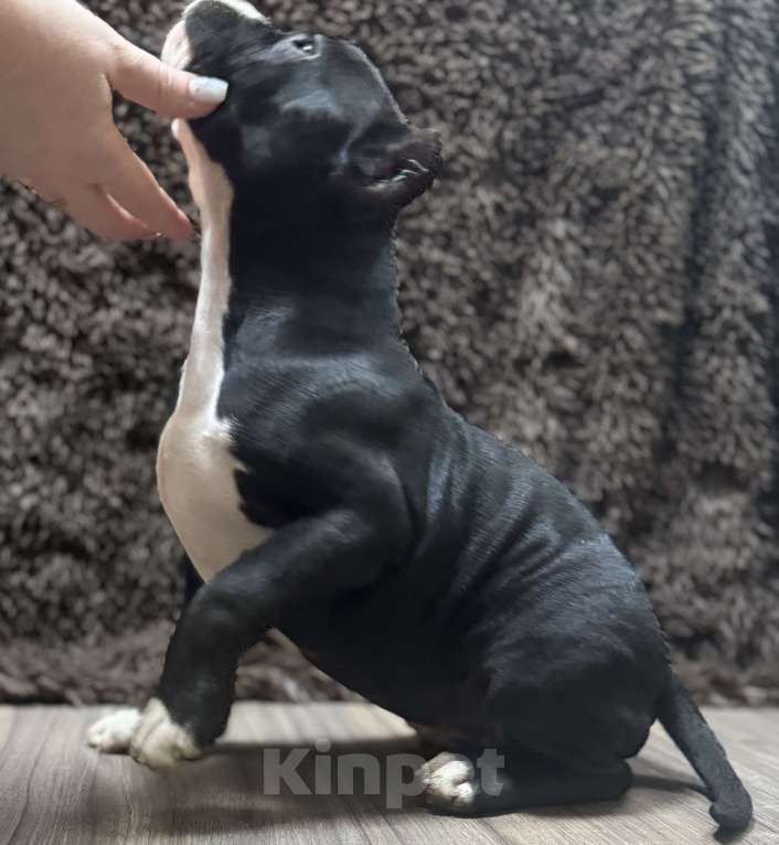 Собаки в других городах Московской области: Американский Булли   Девочка, 50 000 руб. - фото 4