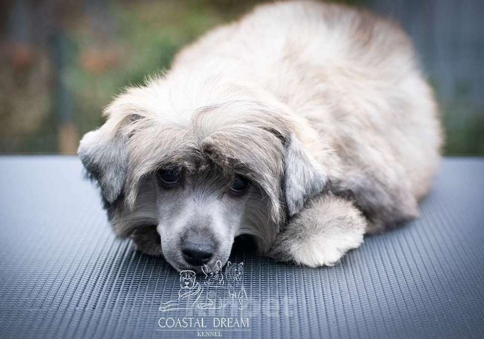 Собаки в Москве: Китайская Хохлатая Собака, пуховая девочка Девочка, 25 000 руб. - фото 3