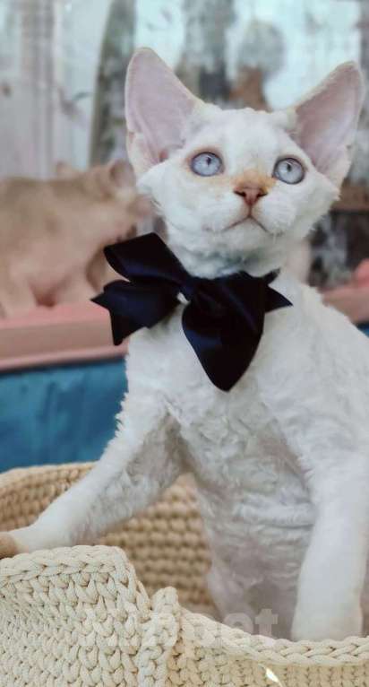 Кошки в Новосибирске: Девон рекс Мальчик, Бесплатно - фото 3