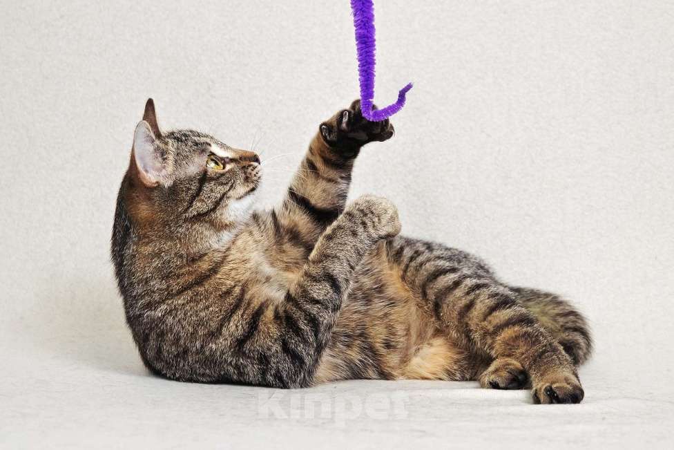 Кошки в Москве: Малыш Квант Мальчик, Бесплатно - фото 2