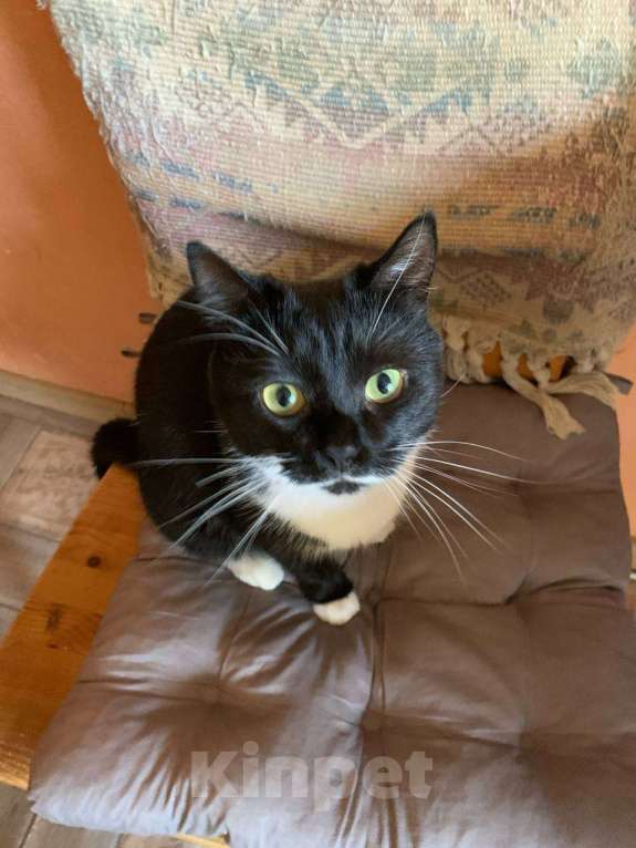 Кошки в Москве: Отдам кошечку в добрые руки! Девочка, Бесплатно - фото 2