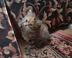 Кошки в Краснодаре: Кошечка - черепашечка Девочка, 5 000 руб. - фото 6
