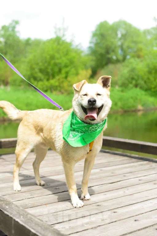 Собаки в Москве: Собака Бим из приюта в добрые руки Мальчик, Бесплатно - фото 6