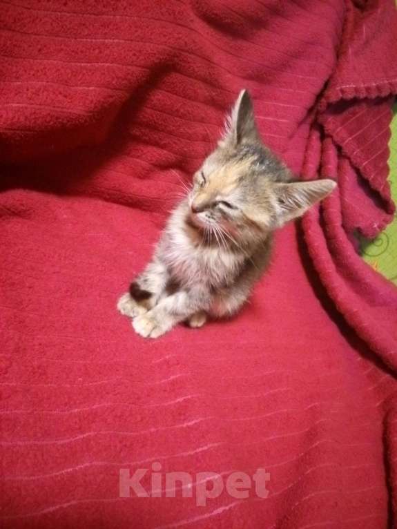 Кошки в Гусеве: пожалуйста возьмите котенка буду очень благодарна если возьмёте ее Девочка, Бесплатно - фото 2