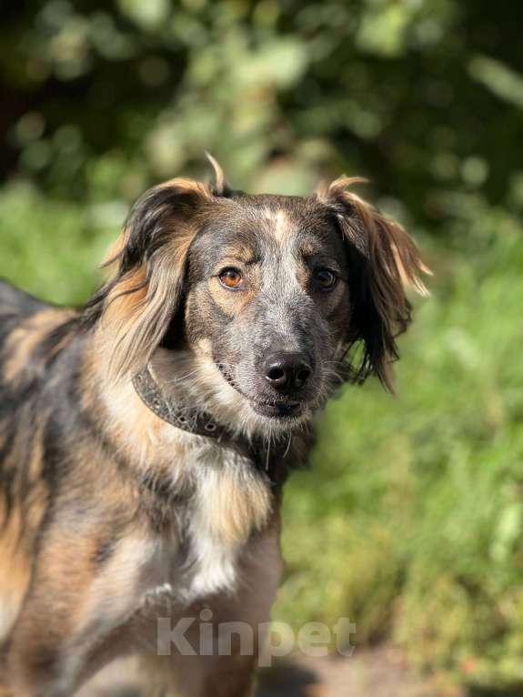 Собаки в Москве: Мистер улыбка Мультик Мальчик, Бесплатно - фото 3