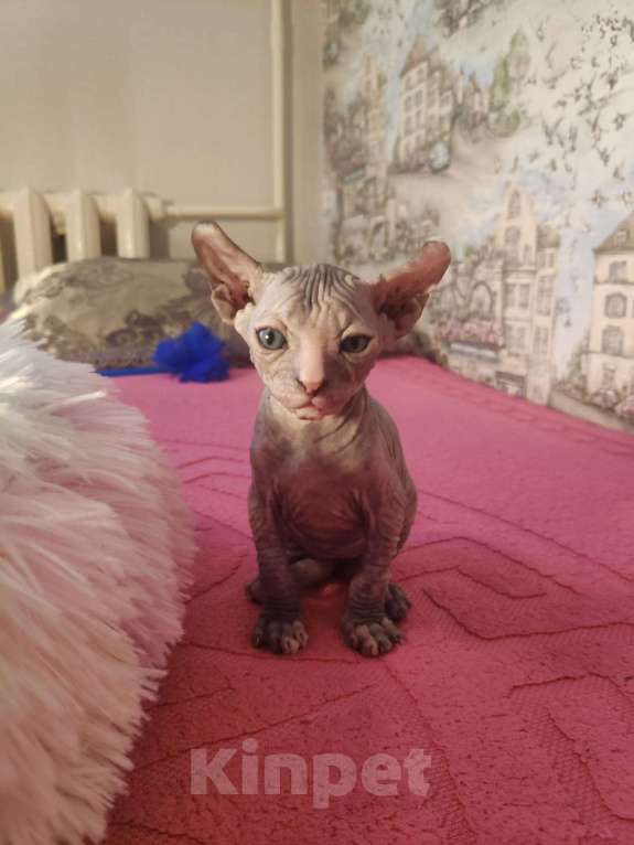 Кошки в Домодедово: Канадский сфинкс эльф котенок Девочка, 20 000 руб. - фото 4