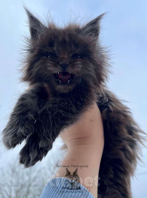 Кошки в Санкт-Петербурге: Котик черный дым Мальчик, 100 000 руб. - фото 2