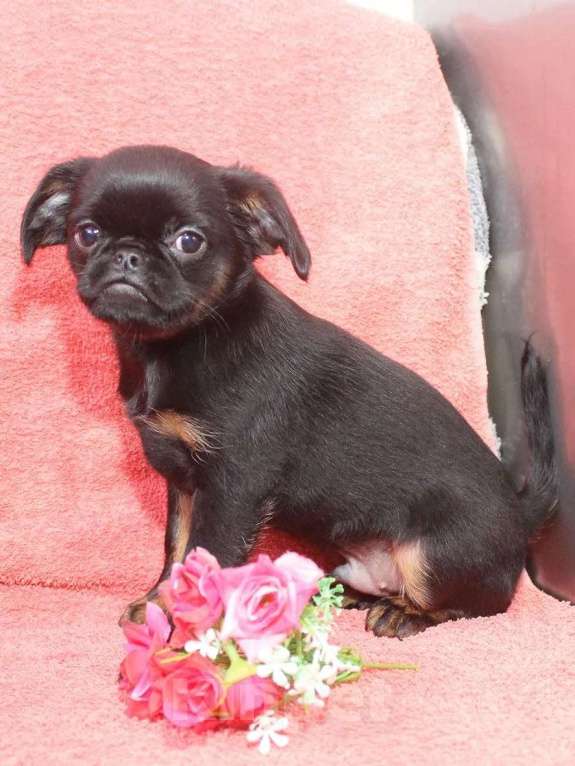 Собаки в Санкт-Петербурге: Шалунишка Мальчик, 80 000 руб. - фото 10