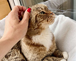 Кошки в Москве: Вислоухий котик Оскар ищет дом, в добрые руки  Мальчик, Бесплатно - фото 3