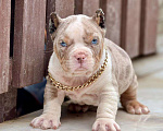Собаки в других городах Московской области: Американский Булли щенок  Мальчик, 150 000 руб. - фото 1