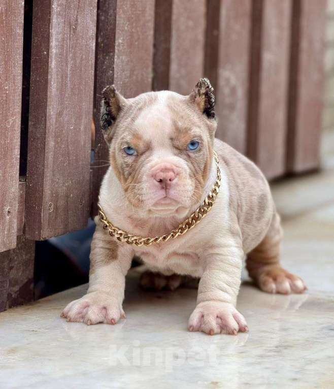 Собаки в других городах Московской области: Американский Булли щенок  Мальчик, 150 000 руб. - фото 1
