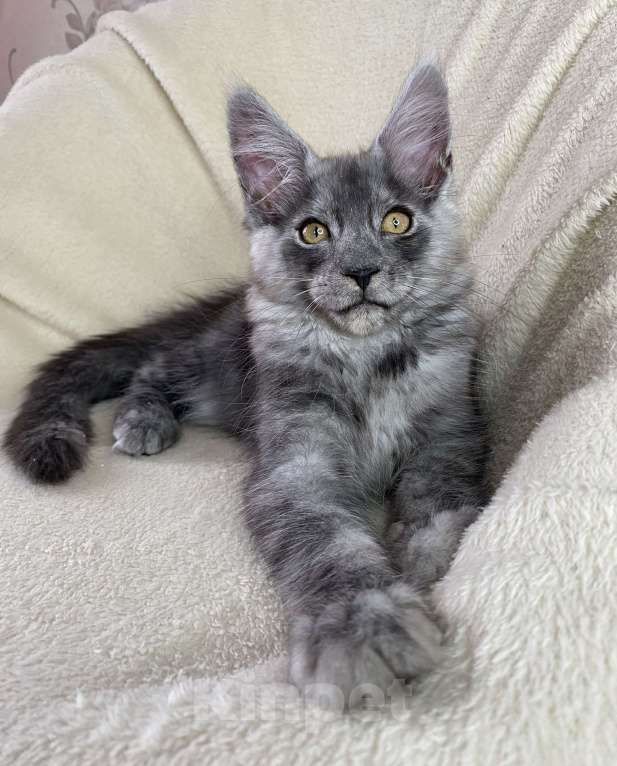 Кошки в Дмитрове: Черный дымчатый мальчик мейн кун Almaz Мальчик, 40 000 руб. - фото 2