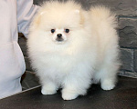 Собаки в Москве: Породистый щенок Померанского шпица Мальчик, 75 000 руб. - фото 2