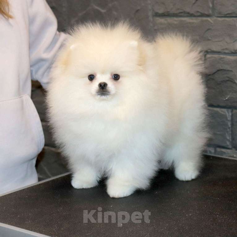 Собаки в Москве: Породистый щенок Померанского шпица Мальчик, 75 000 руб. - фото 2