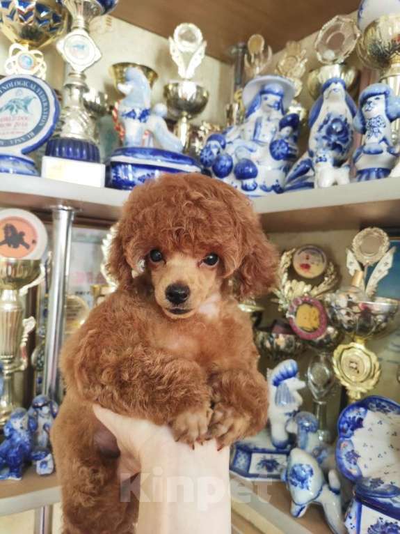 Собаки в Севастополе: Пудель той Девочка, Бесплатно - фото 3