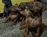 Собаки в Санкт-Петербурге: Щенок цвергпинчера Девочка, 30 000 руб. - фото 2