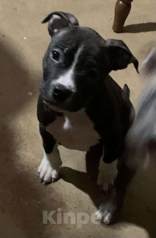 Собаки в Новосибирске: Добряк Мальчик, 20 000 руб. - фото 1