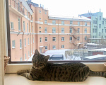 Кошки в Санкт-Петербурге: Пропала кошка Девочка, Бесплатно - фото 2