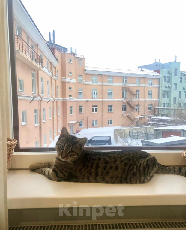 Кошки в Санкт-Петербурге: Пропала кошка Девочка, Бесплатно - фото 2