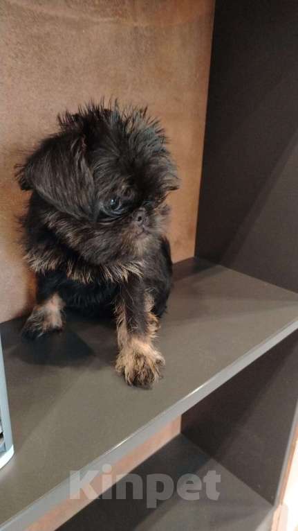 Собаки в Волгограде: Девочка гриффон черно подпалая Девочка, Бесплатно - фото 2