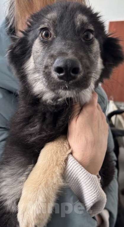 Собаки в Москве: Щенки в поиске дома! Срочно Мальчик, Бесплатно - фото 5